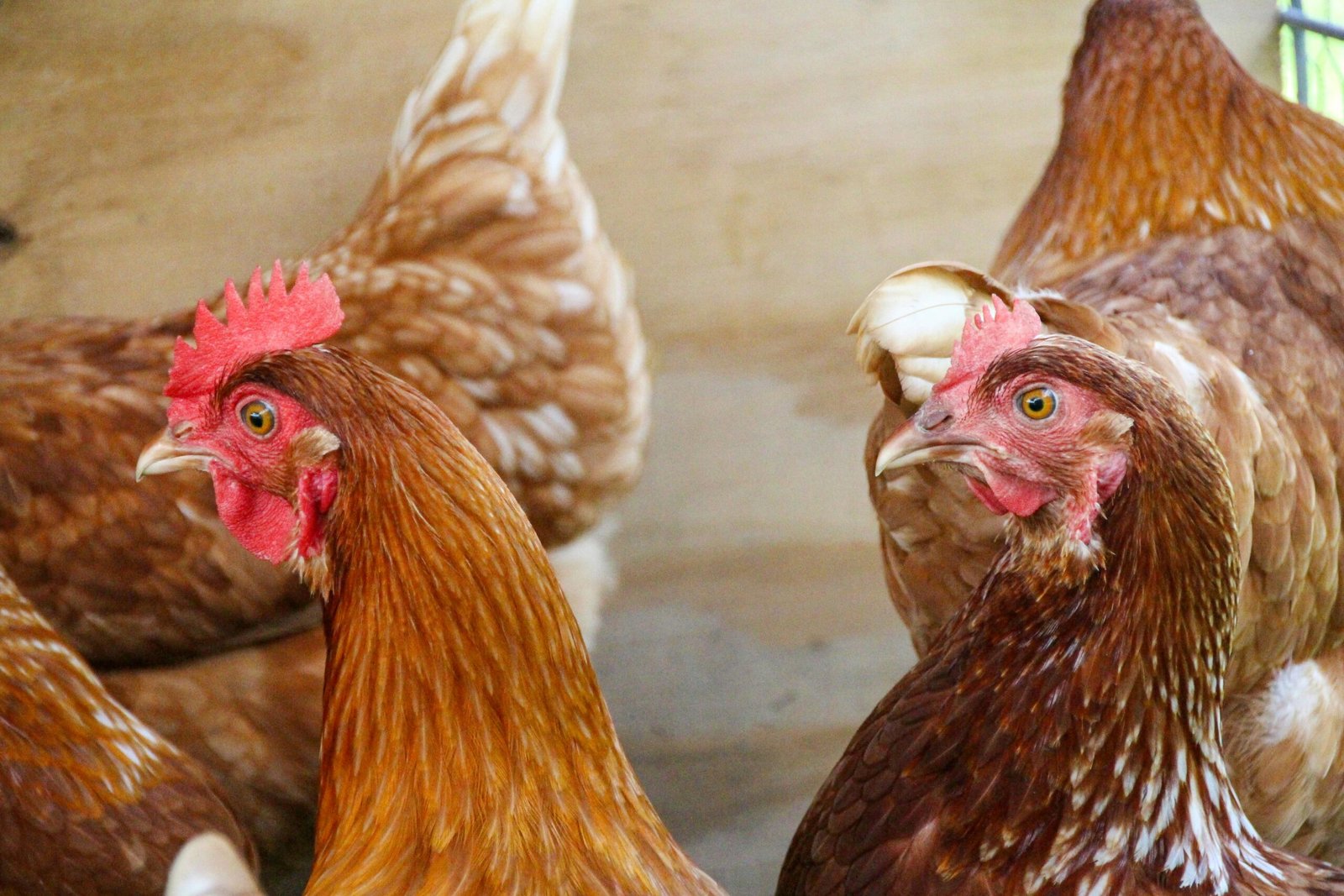 Close-up image of brown chickens inside a farm coop showcasing their features.